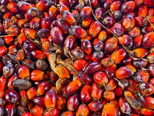 Oil Palm Seedlings — Early Stage Germination
