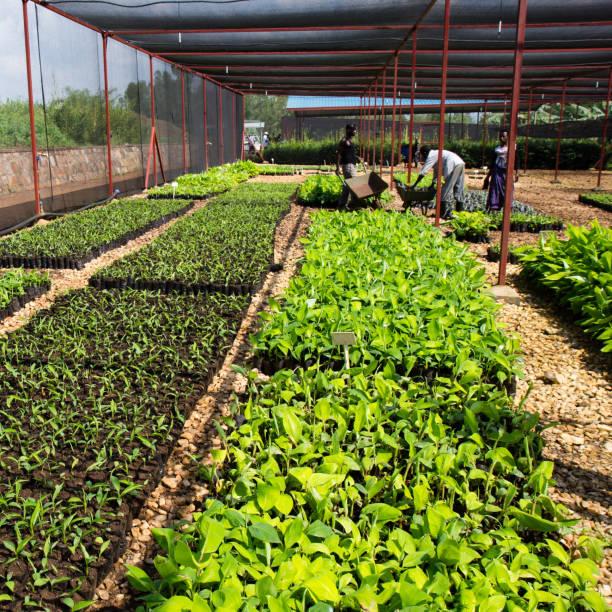 Main Nursery Oil Palm Transplants