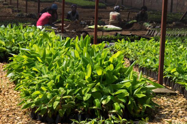 Pre-Nursery Polybag Seedling Beds