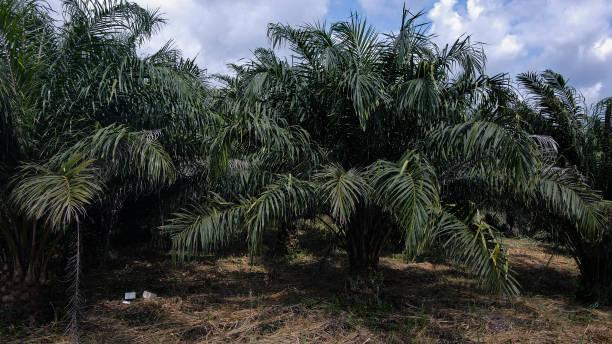 EMGO Plantation